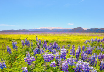 Iceland blooming Icelandic purple lupin flower field with Katla volcano  - Iceland © muratart