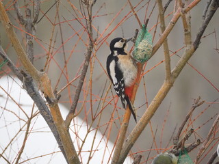 Dzięcioł na krzaku jedzący zawieszony pokarm dla ptaków. © EwaAF