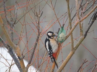 Dzięcioł na krzaku jedzący zawieszony pokarm dla ptaków. © EwaAF