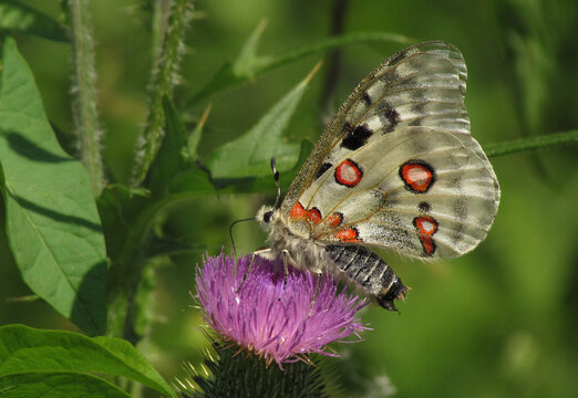 Mosel-Apollofalter, Parnassius apollo vinningensis, Weibchen, mit geschlossenen Fl&uuml;geln auf lila Distelbl&uuml;te.
Sehr seltener, streng gesch&uuml;tzter Tagfalter.