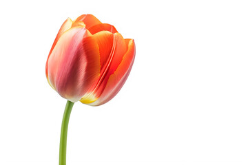 Beautiful orange tulip flower isolated on white background with copy space