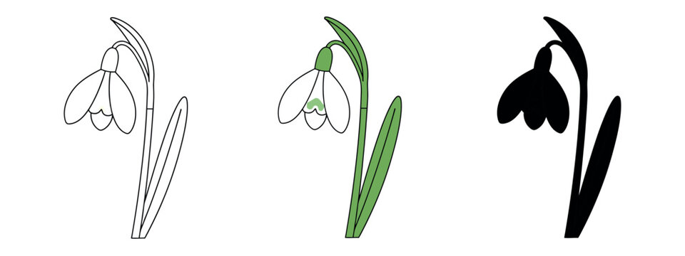 Detailed illustration of a single snowdrop flower with a curved stem and long leaf, shown in outline, color, and silhouette versions.