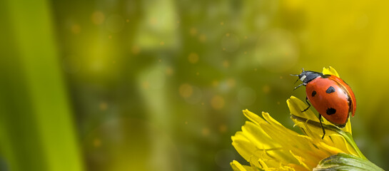 Close up macro shot of a lucky ladybug resting on a flower in soft green meadow background © Valiantsina
