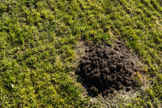 Molehill on freshly scarified lawn in spring garden