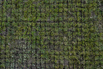 Spring lawn scarification pattern on grass surface