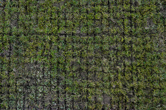 Spring lawn scarification pattern on grass surface