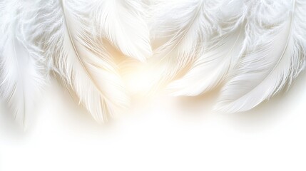 Fototapeta premium Soft White Feathers with Gentle Light Background for Artistic Projects