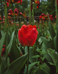 red tulips in the garden