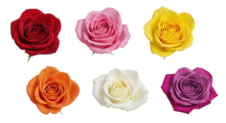 Set of colorful multi colored rose heads isolated on white background