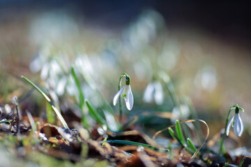 Blooming Galantus Nivalis in the park
