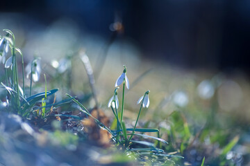 Blooming Galantus Nivalis in the park