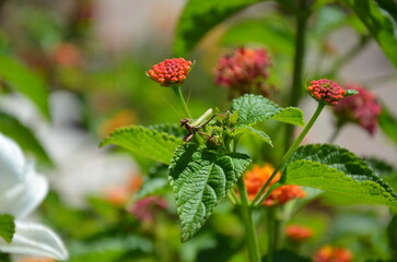 Obraz premium Close-up detail of a yellow and orange rose lantana flower lantana