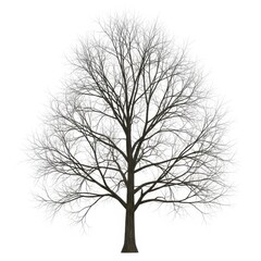 Obraz premium A detailed black and white illustration of a tall, mature tree with a thick trunk and many branches.