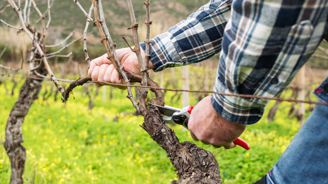 Close-up of the hands of the winemaker pruning the vineyard with professional steel scissors. Traditional agriculture. Winter pruning, Guyot method..