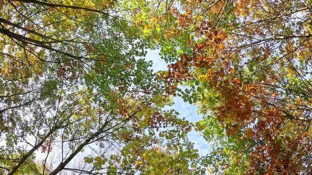 Rotating camera looks up at autumn treetops as branches sway in a light breeze, the circular motion reveals shifting orange, red, green leaves and patches of blue sky