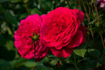Obraz premium Two stunning pink roses stand out beautifully in a vibrant garden, illuminated by sunlight