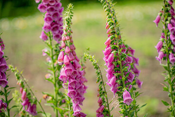 Obraz premium Purple foxglove flowers bloom gracefully, adding color to the garden scene filled with summer light