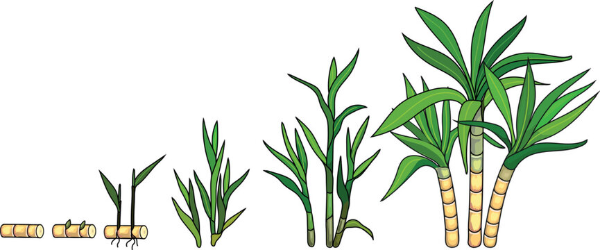 Stages of sugarcane growth from cutting to mature plant. Life cycle of sugarcane (Saccharum officinarum) isolated on white background