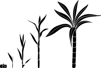 Black silhouette of stages of sugarcane (Saccharum officinarum) growth from cutting to mature plant. Life cycle of sugarcane