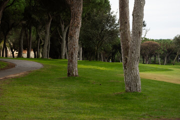 Obraz premium Golf Course Landscape with Green Grass and Trees