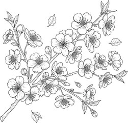 Cherry blossom sakura branch line art with blooming flowers, botanical spring floral vector illustration isolated on white