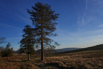 Obraz premium Lonely tree in Serra da Freita mountains, Portugal during early spring with clear blue sky and open landscape