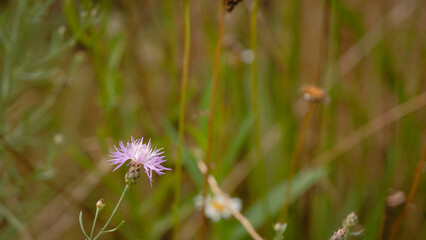 Knapweed flowering among tall grass and other wildflowers