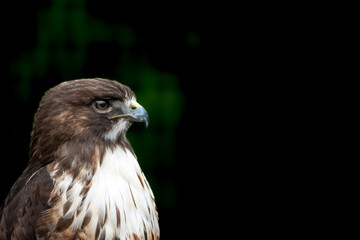 Close up portrait of red tailed hawk