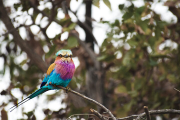 Fototapeta premium Lilac-breasted Roller