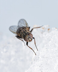 雪の上に止まるハエを斜め前から / High angle view of a housefly on the snow