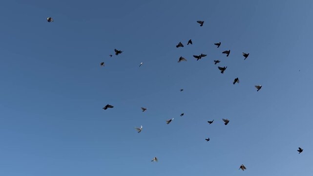 A flock of domestic pigeons flying together in the sky
