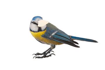 Blue tit holding a pumpkin seed in its beak isolated on white background © fotomaster