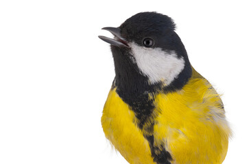 Singing female great tit isolated on white background © fotomaster