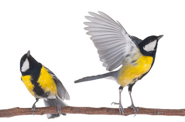 titmouse in flight isolated on white background © fotomaster