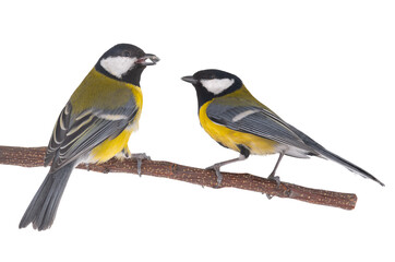 Two tits sitting on a tree branch with a sunflower seed in their beak isolated on white background © fotomaster
