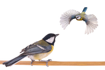 most popular birds in European parks, the great tit and the blue tit isolated on a white background © fotomaster
