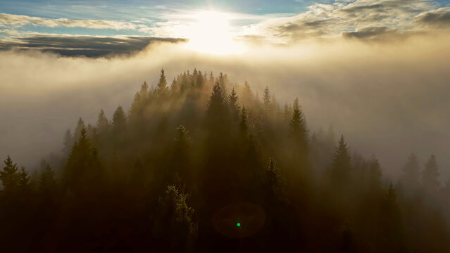Sunrise above foggy conifer forest ridge aerial. Golden sunrise breaks over a pine ridge rising through thick fog, creating dreamy aerial mountain landscape with sunbeams morning sky.
