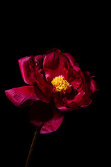 A striking deep red peony showcases its beauty with golden stamens, set against a dark backdrop