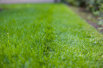 Close up of green grass in the garden, shallow depth of field © Таня Микитюк