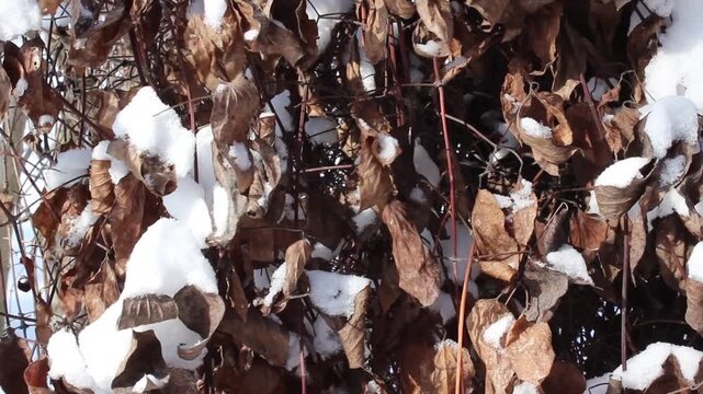 Dried brown clematis leaves covered with snow swaying in winter wind, natural seasonal background