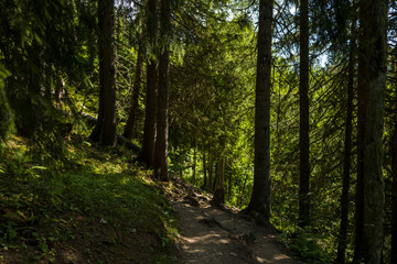 Fototapeta premium Dappled sunlight filters through dense pine trees onto a winding dirt trail, surrounded by rich green undergrowth and a peaceful woodland atmosphere.