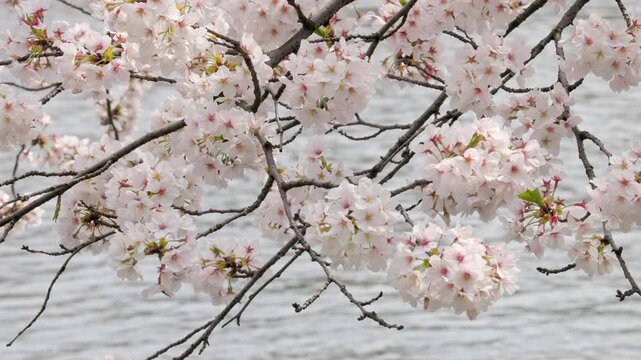 Swaying Yoshino Cherry Blossoms Overhanging Against the Flowing Water in Full Bloom  |  Tokyo, Japan