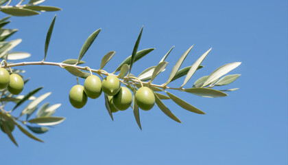 Fototapeta premium Olive tree branch with green olives against blue sky, symbolizing mediterranean diet and healthy eating
