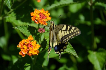 Obraz premium Macro shots, Beautiful nature scene. Closeup beautiful butterfly sitting on the flower in a summer garden