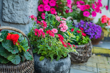 Brightly colored flowers fill woven baskets, creating a cheerful display in a sunlit garden
