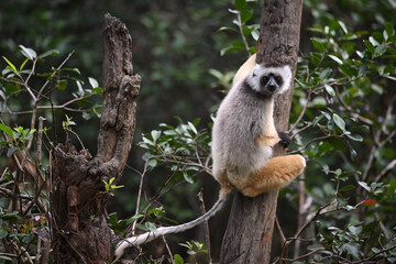 Obraz premium Coquerel’s Sifaka with Direct Eye Contact Perched on Tree Trunk in Madagascar