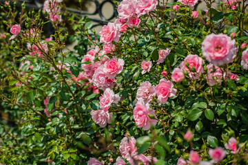 Obraz premium Delicate pink roses flourish, creating a stunning display of color against a verdant backdrop