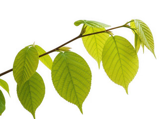 Fototapeta premium Close-up of a vibrant green branch with fresh leaves.