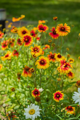 Fototapeta premium Colorful wildflowers sway gently in the breeze, creating a lively atmosphere in the garden