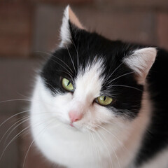 Portr&auml;t einer schwarz-wei&szlig;en Hauskatze